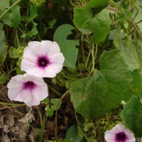 Argyreia kleiniana (Schult.) Raizada